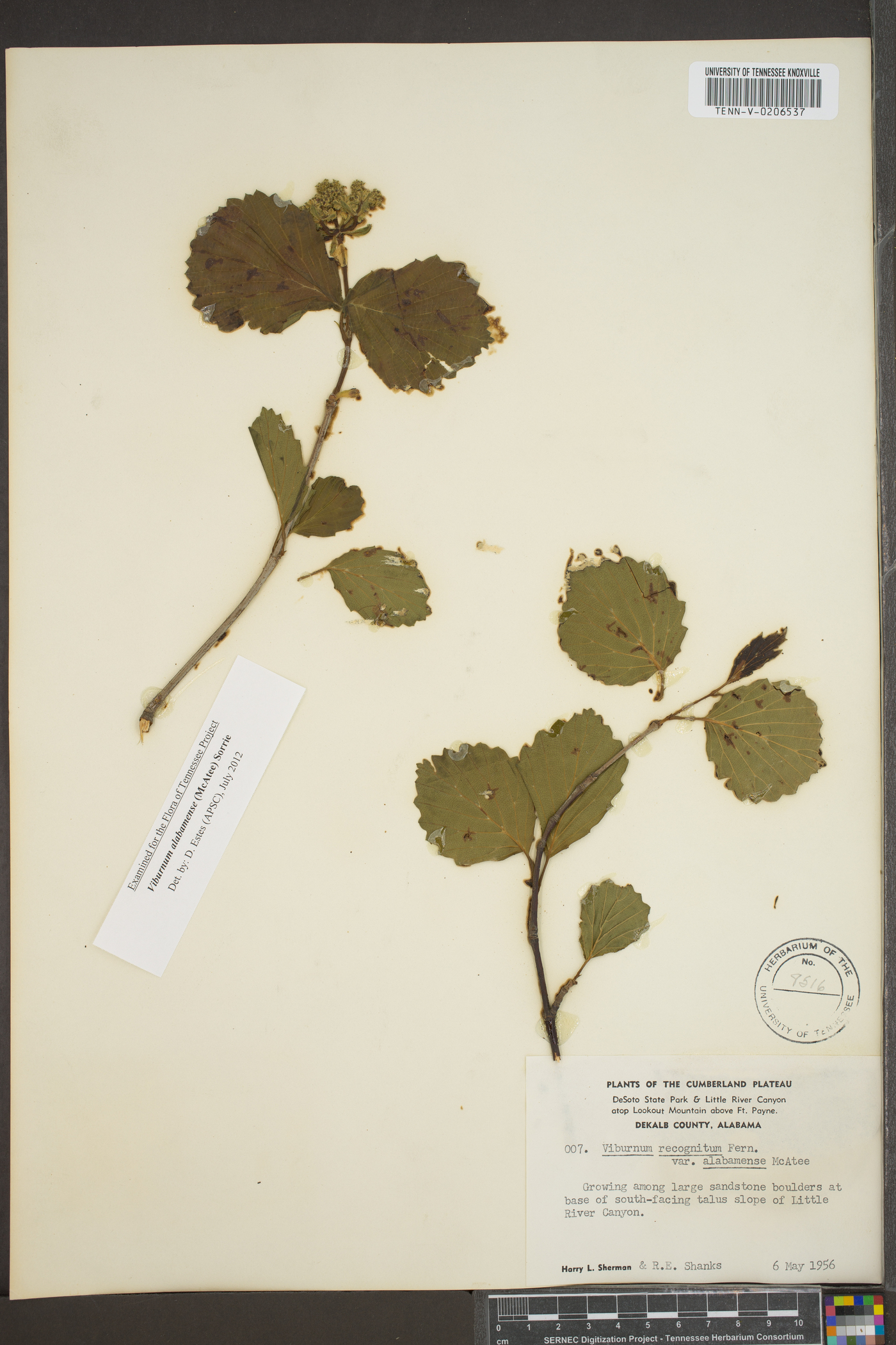 Viburnum alabamense image
