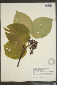 Viburnum lantanoides image