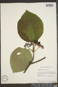 Viburnum lantanoides image