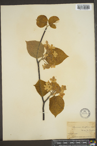 Viburnum lantanoides image