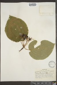 Viburnum lantanoides image