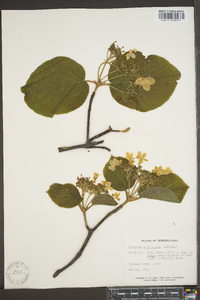 Viburnum lantanoides image