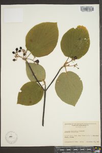 Viburnum lantanoides image