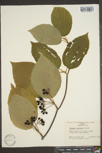 Viburnum lantanoides image