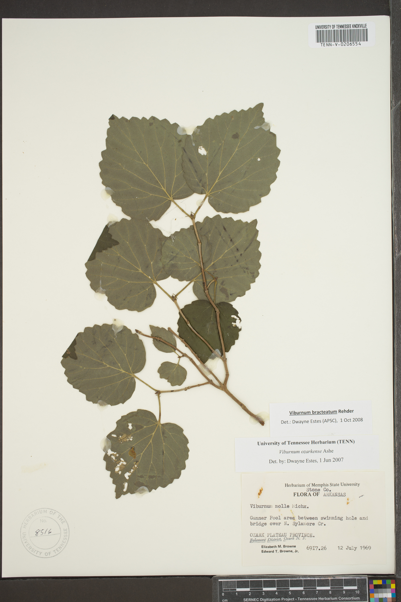 Viburnum bracteatum image