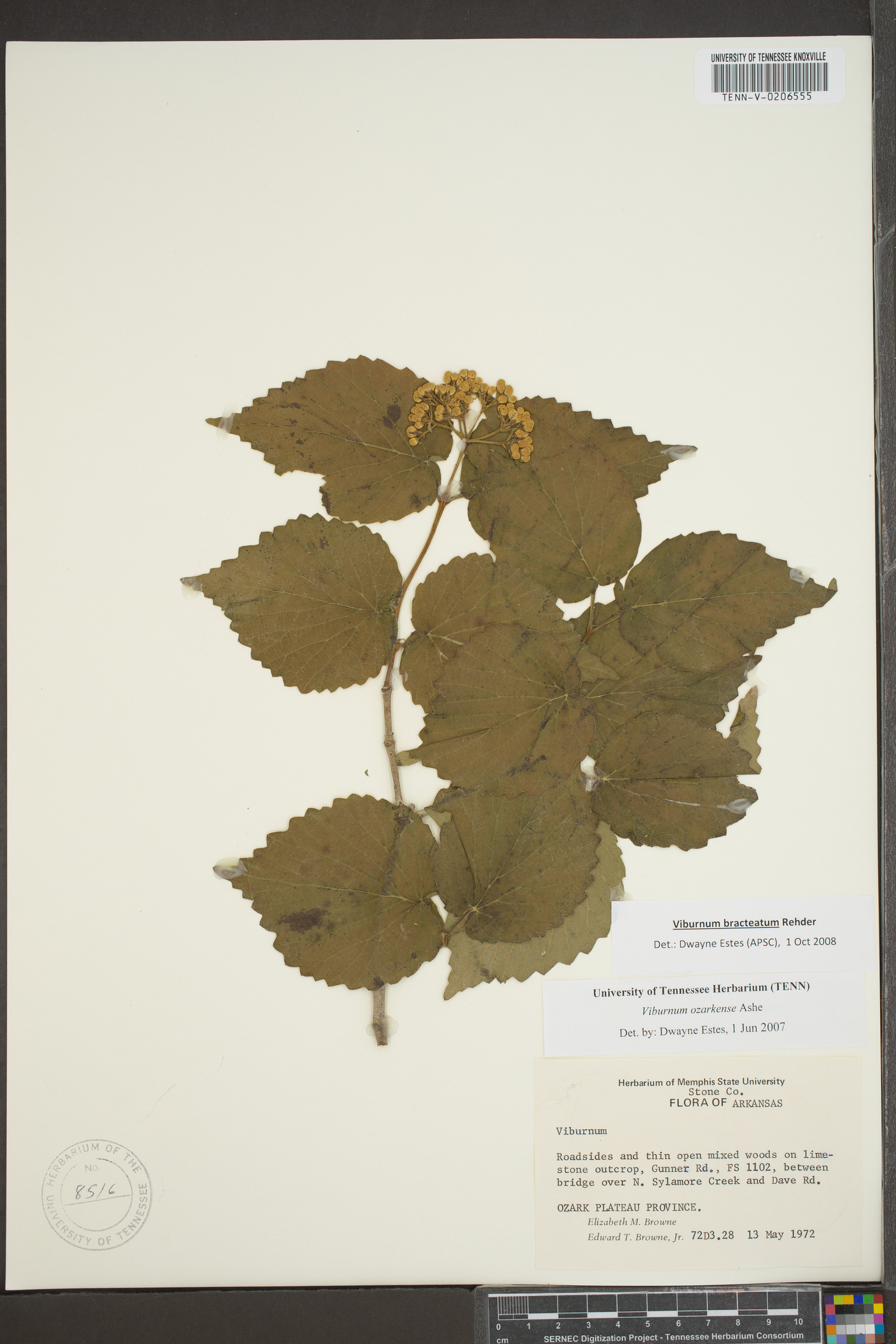 Viburnum bracteatum image