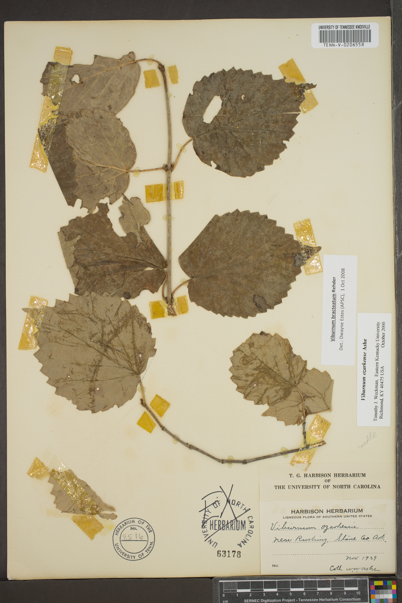 Viburnum bracteatum image