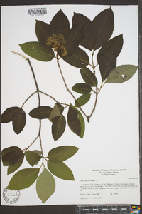 Viburnum cassinoides image