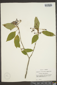 Viburnum cassinoides image