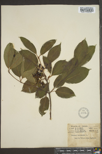 Viburnum cassinoides image