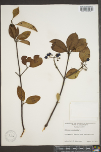 Viburnum cassinoides image