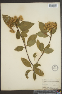 Viburnum cassinoides image