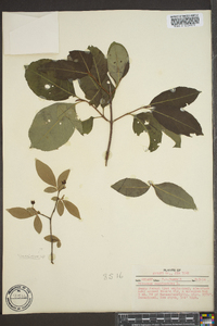 Viburnum cassinoides image