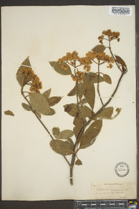 Viburnum cassinoides image