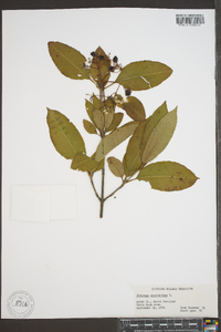 Viburnum cassinoides image