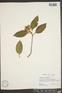 Viburnum cassinoides image