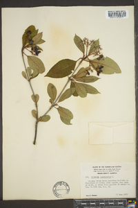 Viburnum cassinoides image