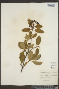 Viburnum cassinoides image