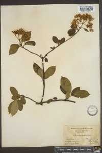 Viburnum cassinoides image