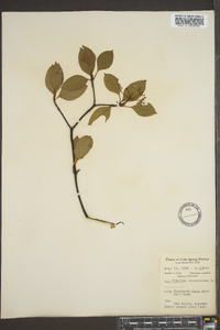 Viburnum cassinoides image