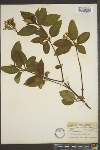 Viburnum cassinoides image