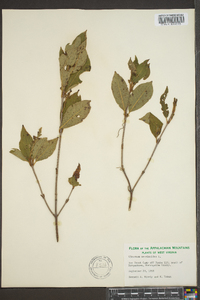 Viburnum cassinoides image