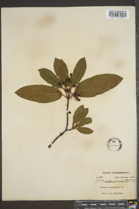 Viburnum cassinoides image