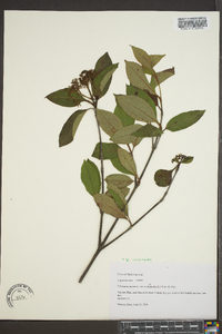 Viburnum cassinoides image