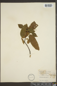 Viburnum cassinoides image