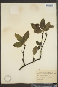 Viburnum cassinoides image