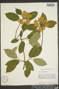 Viburnum cassinoides image