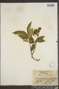 Viburnum cassinoides image