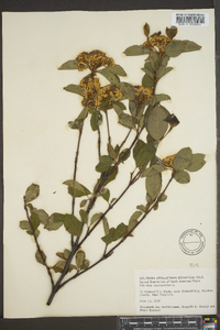 Viburnum cassinoides image