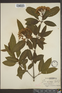 Viburnum cassinoides image