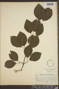 Viburnum dentatum var. deamii image