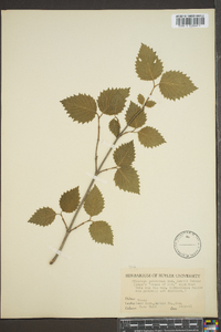 Viburnum dentatum var. deamii image