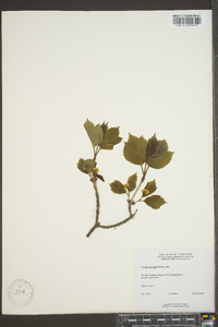 Viburnum edule image