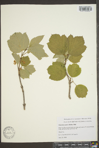 Viburnum edule image