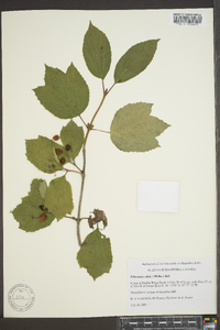 Viburnum edule image