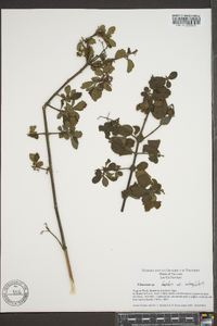 Viburnum foetidum var. rectangulatum image