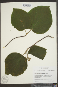 Viburnum lantanoides image