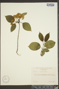 Viburnum lentago image