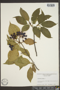 Viburnum lentago image