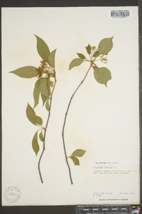 Viburnum lentago image