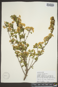 Viburnum obovatum image