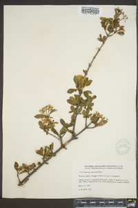 Viburnum obovatum image