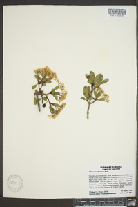 Viburnum obovatum image