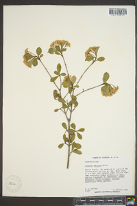 Viburnum obovatum image