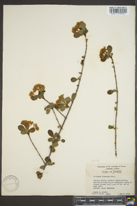 Viburnum obovatum image