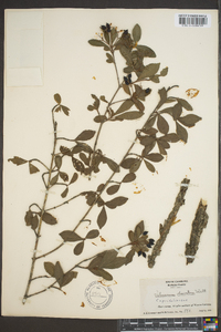 Viburnum obovatum image